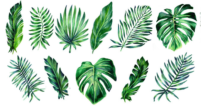 Set of tropical leaves. Botanical watercolor illustrations. Collection of monstera leaves, banana,  palms isolated on a white background. Beautiful illustration for textiles, packaging