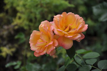 Beautiful orange roses grow in the garden
