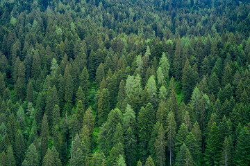 Alpine spruce forest on a hill. Plantation of spruce trees. Top down aerial view. Green spruce on the slope aerial view from the side.