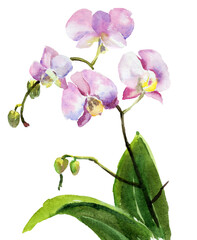 Hand draw watercolor flowers orchid. Wedding romantic set, paper, blanc, card, invitation