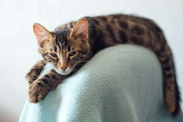 Little charcoal longhair bengal kitty laying on the backrest of an armchair at home