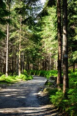 A mountain green trail to the Rusinowa glade (Rusinowa Polana) on Tatra mountains, Poland © PaulSat