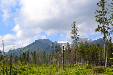 A mountain view from the green trail to the Rusinowa glade (Rusinowa Polana) on Tatra mountains, Poland. View with trees broken by strong winds © PaulSat