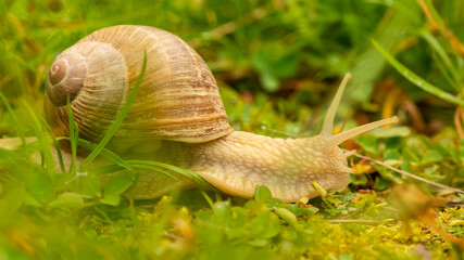 A big snail in the garden after the rain

