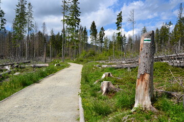 A mountain green trail to the Rusinowa glade (Rusinowa Polana) on Tatra mountains, Poland. View with trees broken by strong winds. Green trail sign on the tree © PaulSat
