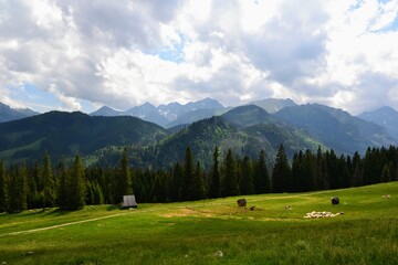 Fototapeta na wymiar A herd of sheep grazing on a Rusinowa Polana in the High Tatras, poland. View of the meadow and mountain peaks. Summer day, Podhale, Poland