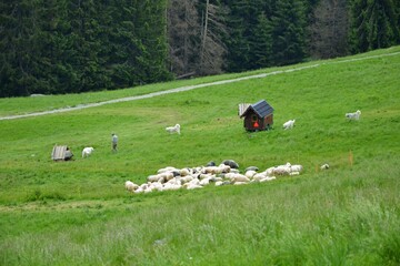 A herd of sheep grazing on a Rusinowa Polana in the High Tatras, poland. View of the meadow and mountain peaks. Summer day, Podhale, Poland © PaulSat