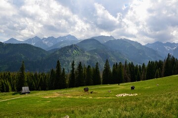 A herd of sheep grazing on a Rusinowa Polana in the High Tatras, poland. View of the meadow and mountain peaks. Summer day, Podhale, Poland © PaulSat