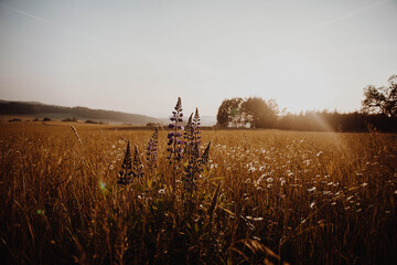 Fototapeta premium purple flower on field with colorful sunset