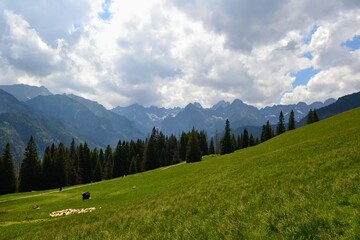 A herd of sheep grazing on a Rusinowa Polana in the High Tatras, poland. View of the meadow and mountain peaks. Summer day, Podhale, Poland © PaulSat