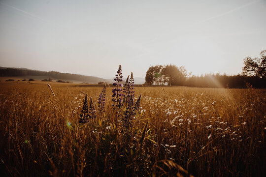 purple flower on field with colorful sunset