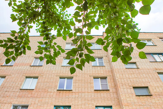 Summer or spring urban landscape - branches of a deciduous tree and a multi-storey residential building made of bricks in the background. The usual traditional type of residential quarter in the city.