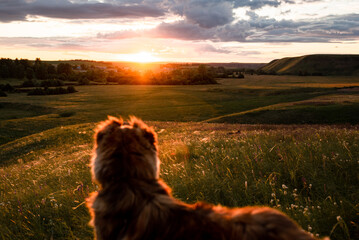 The Asian shepherd is a big loyal dog for territory and herd protection.