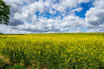 Obraz premium Fields in Lower Austria in spring