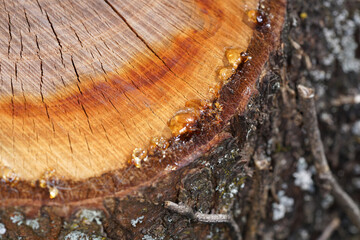 Tree resin on a freshly cut tree with the macro photographed objectively in daylight