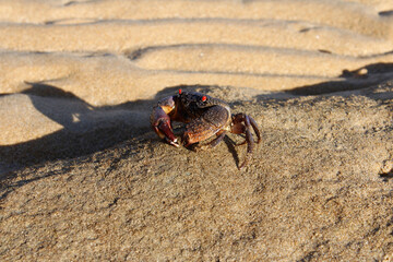 Red-Eyed Reef crab at seaside, Tioman Island
