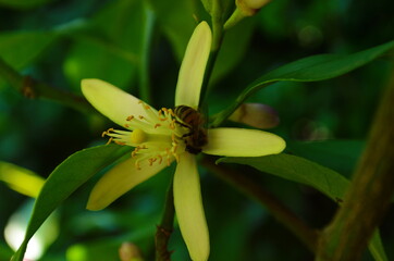 Obraz premium Lemon flowers, lime flowers, citrus limonium, macro flowers