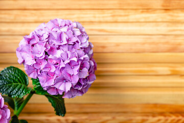 Purple Hydrangea on background of wooden fence. Hydrangea macrophylla, purple hortensia flower bush copy space. Home flowers on balcony, garden veranda modern terrace.Home gardening, houseplants