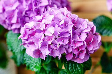 Purple Hydrangea on background of wooden fence. Hydrangea macrophylla, purple hortensia flower bush. Home flowers on balcony, garden veranda modern terrace.Home gardening, houseplants