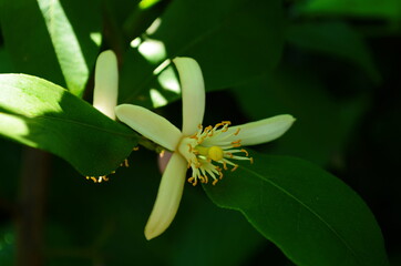 Obraz premium Lemon flowers, lime flowers, citrus limonium, macro flowers