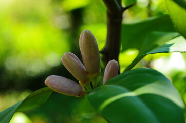 Lemon flowers, lime flowers, citrus limonium, macro flowers