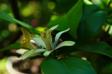 Lemon flowers, lime flowers, citrus limonium, macro flowers