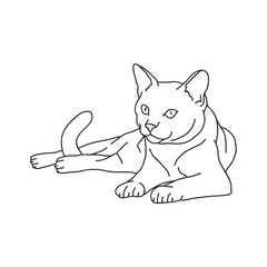 cat
