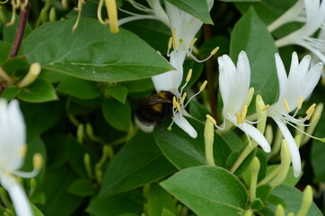 Honeysuckle Flower - Honeysuckle or Honeysuckle goat or Honeysuckle fragrant flower with delicate flowers