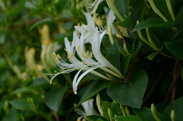 Honeysuckle Flower - Honeysuckle or Honeysuckle goat or Honeysuckle fragrant flower with delicate flowers