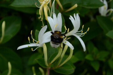 Honeysuckle Flower - Honeysuckle or Honeysuckle goat or Honeysuckle fragrant flower with delicate flowers