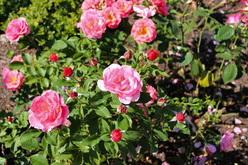 Obraz na płótnie Canvas Wonderful Beautiful Pink Rose Flowers