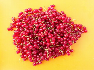 Ripe clusters of red currant berries  on an orange background