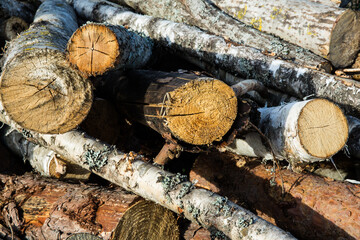 Sawn tree. The texture of the slice. Sawed and rings of tree life. Brown wood background.