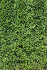 The  branches of the garden decorative evergreen coniferous Thuja  tree