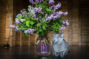 Russian blue cat Oscar with lilacs. Wonderful and fragrant bouquet of purple lilacs. Kitten sniffing flowers. Wooden house. Very beautiful grey cat with green eyes.