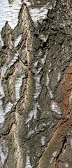 Rough bark of an old birch tree