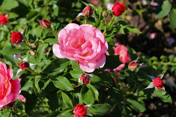 Wonderful Beautiful Pink Rose Flowers