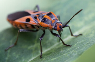 Naklejka premium red bug on a leaf