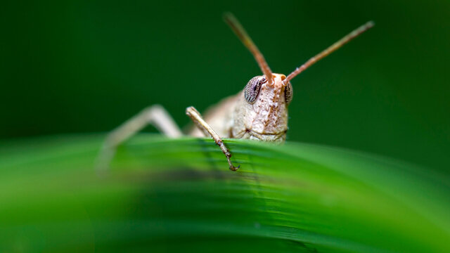 Funny Grasshopper With Human Face