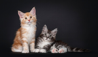 Duo of two cute Maine Coon kittens, laying / sitting beside eachother. Looking straight at camera with cute head tilt. Isolated on black background.