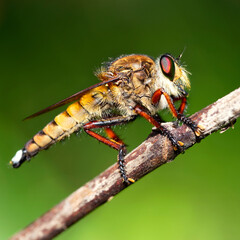 big hairy dragonfly on a branch