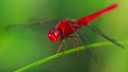 red dragonfly on a leaf