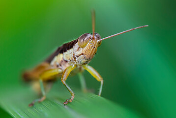 close up of a grasshopper
