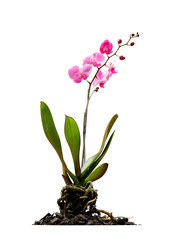 Pinkflower in a studio setting, isolated on white