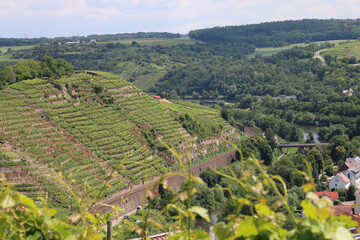 Fototapeta na wymiar BESIGHEIM / GERMANY /Baden Württemberg, a region in Germany, Baden-Württemberg, where wine is grown