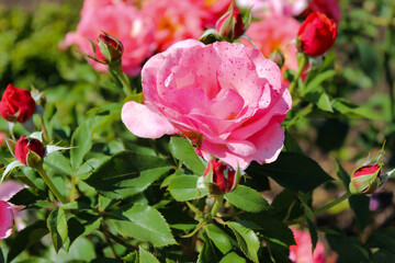Wonderful Beautiful Pink Rose Flowers