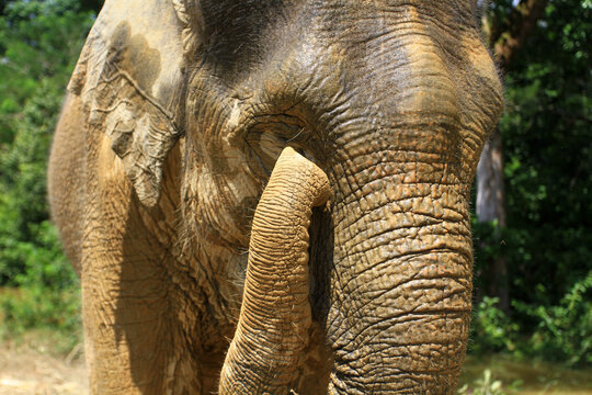 Elephants in the jungles of Kampar, Riau, Indonesia.