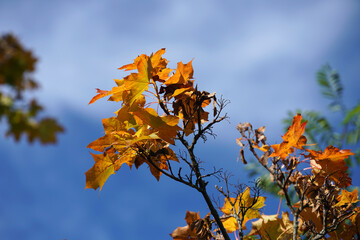 autumn leaves against blue sky