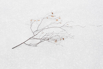 Thin branch of birch lying on a white snow background. Winter time season.