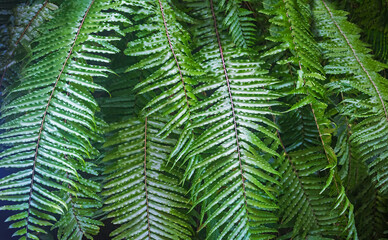 Beautiful natural fern empty pattern. Perfect background with young green tropical leaves of a fern. Foliage plant. Copy space. Kenya, Africa.